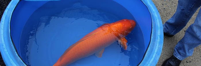 Orenji, mijn grootste koi ooit