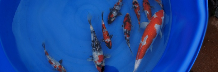 Overblijvende Ginrin Showa
