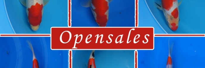 Overzicht van de opensales koi