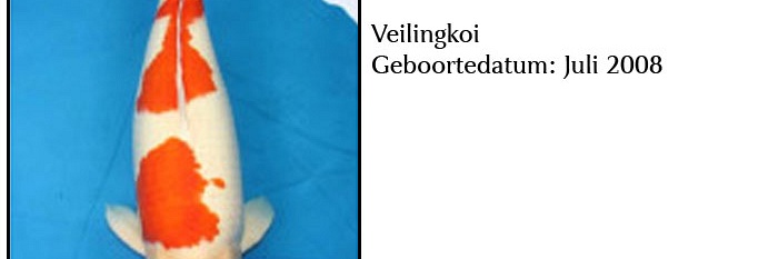 Oyakoi veiling 18 december