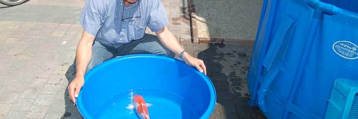 Prachtkohaku en showa