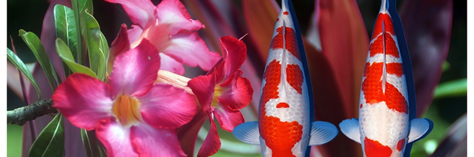 Het duel van de Ginrin Kohaku van Momotaro
