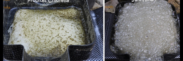 Probites Chlorella
