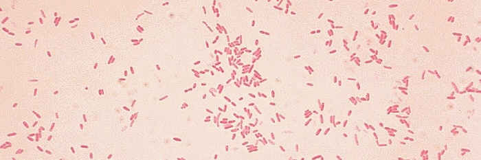 Pseudomonas - Aeromonas