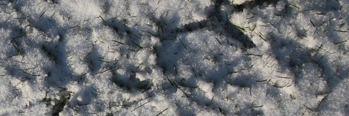 Reigersporen in de sneeuw