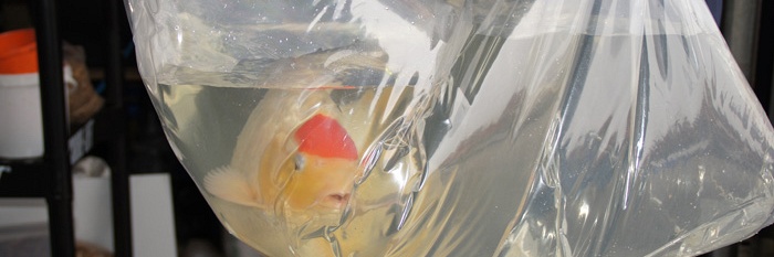 Rood voert de hoofdtoon