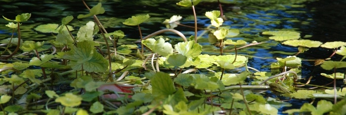 Ruisend riet, dobberende waternavel