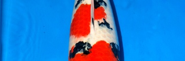 Sakai Auction, 22 maart