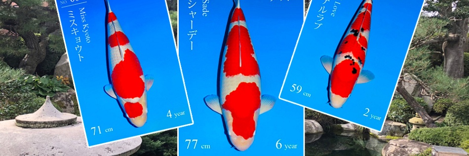 Sakai fish farm doet ons dromen