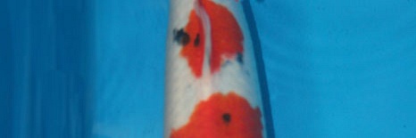 Sanke Momotaro nr.35-35 cm