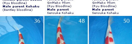 Sanke van Momotaro