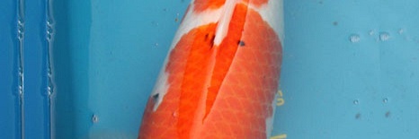 Sanke van Momotaro