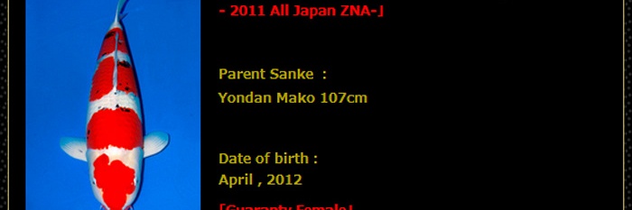 Sanke veiling Momotaro 9 april