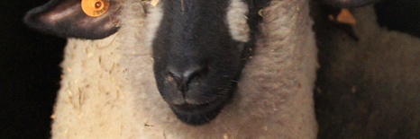 Schaap ontmoet Koi