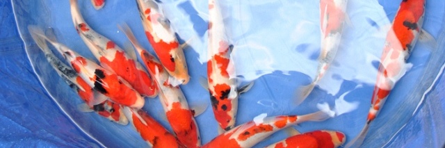 Sekeguchi tosai en Probites