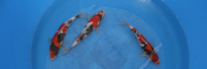 Selectie Sekiguchi