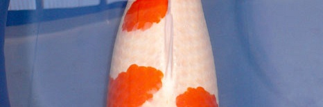ShibaZakura
