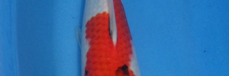 Showa Momotaro nr.05-35 cm