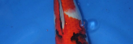 Showa Momotaro nr.10-36 cm