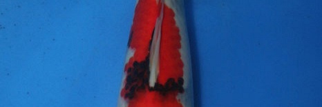 Showa Momotaro nr.12-33 cm