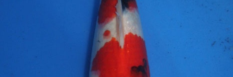 Showa Momotaro nr.18-33 cm