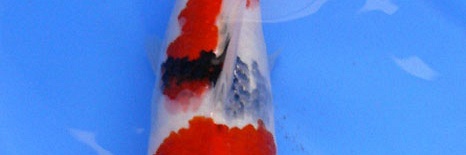 Showa Momotaro nr.24 - 33 cm