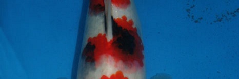 Showa Momotaro nr.25-31 cm