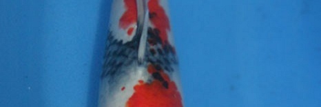 Showa Momotaro nr.3 - 32 cm