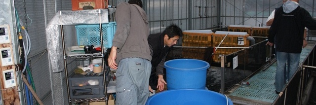 Showday at Momotaro Koi Fram