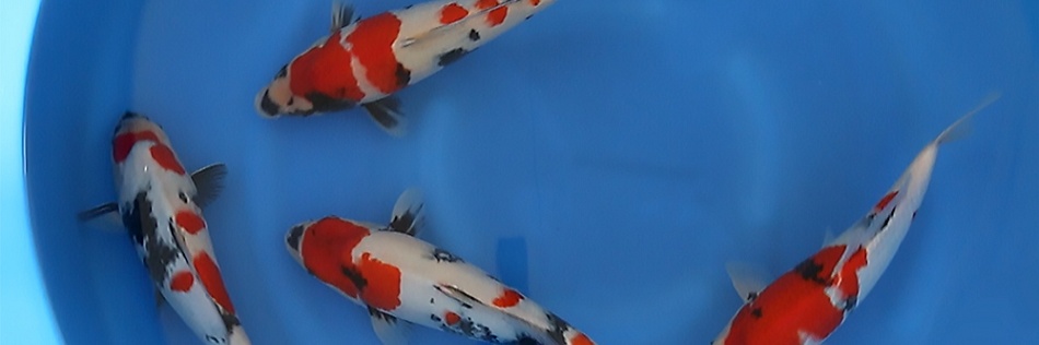 Speciale koi in de belangstelling