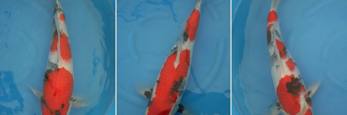 Speciale veiling Momotaro 27 mei