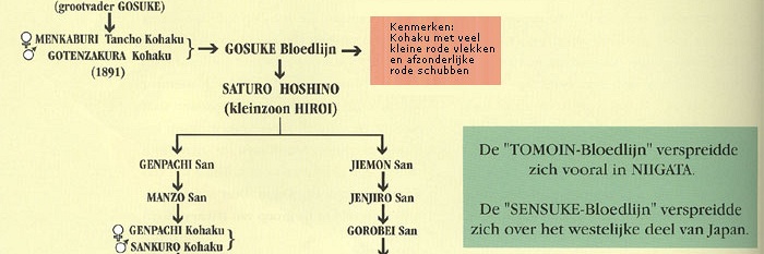 Stamboom Kohaku