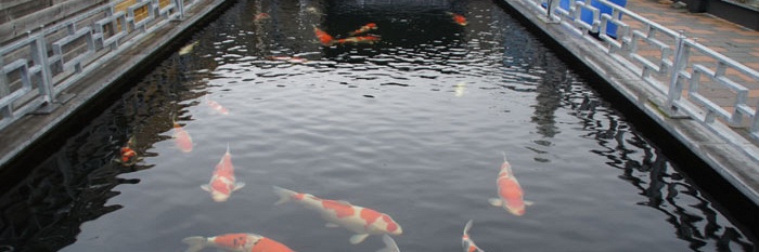 Steek je handen eens in het water...