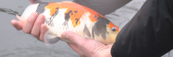 Takigawa evolueren goed