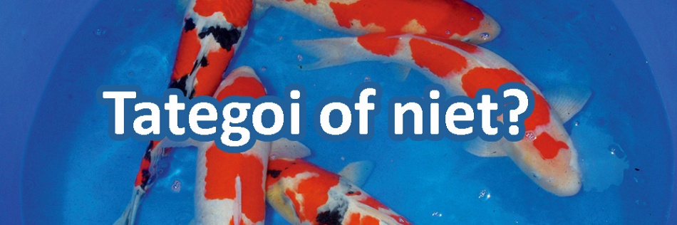 tategoi of niet