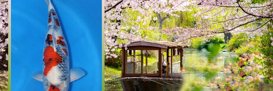 Tategoi of niet? Een Showa in ontwikkeling
