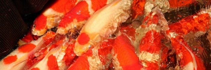 Tategoi selectie door Momotaro koi farm