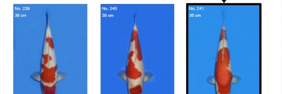 TM-Kohaku 04241