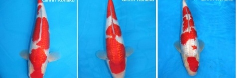 Tosai - Ginrin Kohaku en Kohaku