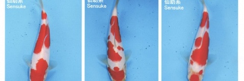 Tosai kohaku veiling 11 november