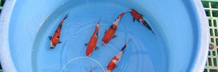 Tosai Momotaro
