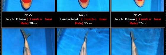Tosai Momotaro veiling 19-20 februari