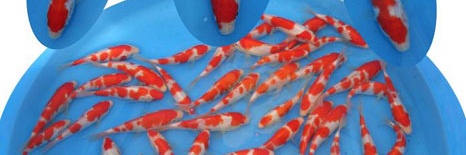 Tosai Momotaro