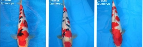 Tosai - Sanke - Izumoryu