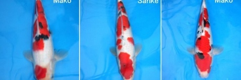 Tosai - Sanke - Mako