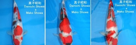 Tosai - Showa - Dainishi/Mako