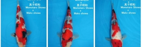 Tosai - Showa - Mako
