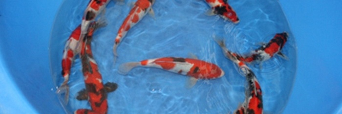 Tossai Selectie Sekiguchi