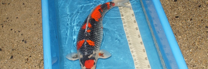 Update enkele koi