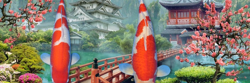Update Kohaku, altijd interessant